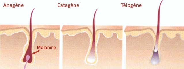 cycle de développement du poil