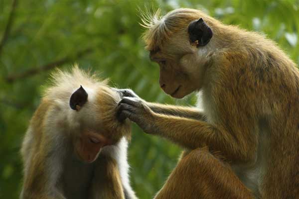 Epouillage chez les singes 