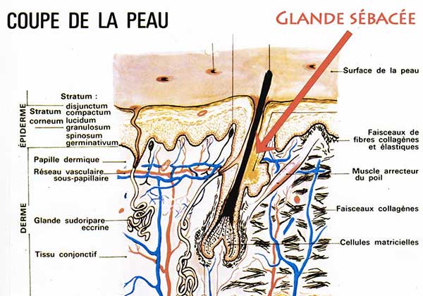 glande sébacée du poil