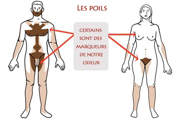 les poils, marquage de l'odeur