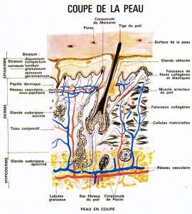 Les poils : peau en coupe